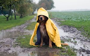 Hund mit Regencape sitzt in einer Pfütze und riecht nach nassem Hund
