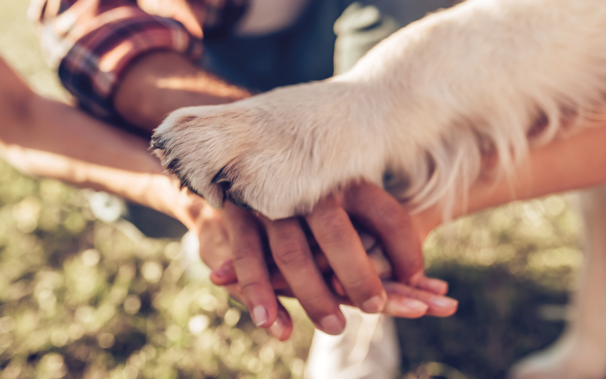 AniHealth legt Hand und Pfote darauf, unserer Tiere durch hautfreundliche Tierpflegeprodukte zu schützen