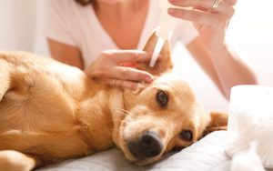 Hundeohren ausspülen zur Entfernung von Parasiten und Keimen, um Ohrenenzündung beim Hund zu behandeln und vorzubeugen