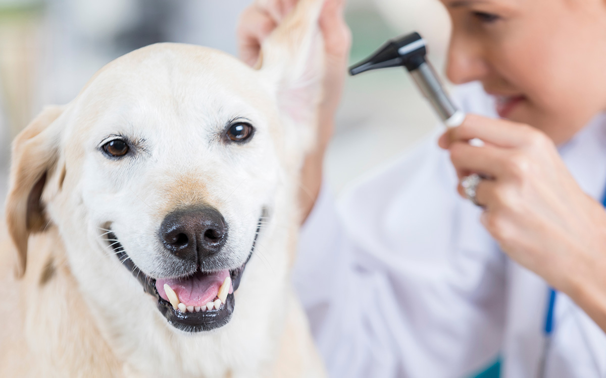 Ohrenpflege und Kontrolle beim Tierarzt, um Ohrenentzündung beim Hund richtig zu behandeln und vorzubeugen