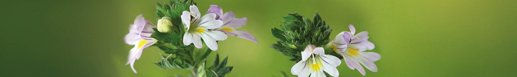 Weiß-lilane Euphrasia-Blüten