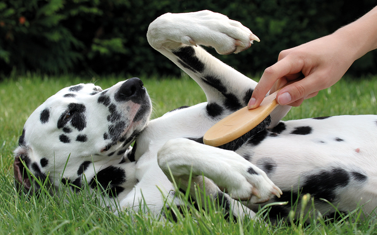 Hund wird für eine optimale Fellpflege gebürstet, um dem typischen Hundegeruch vorzubeugen