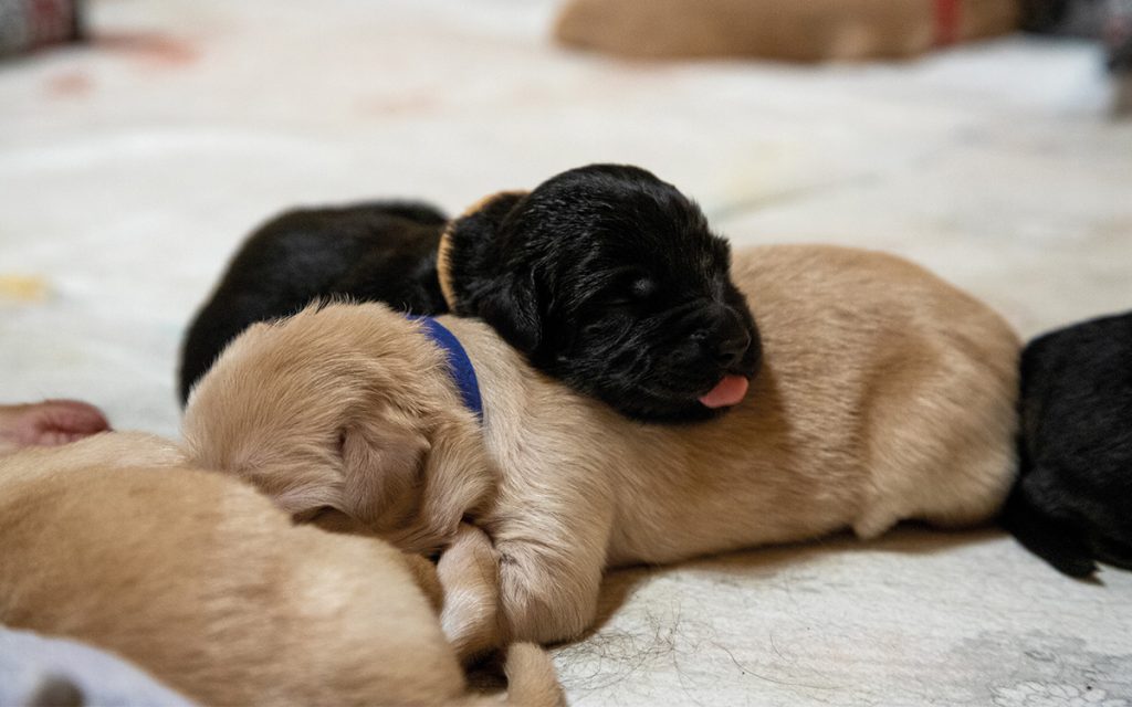 Schlafende Welpen in der Hundezucht vor Keimen schützen