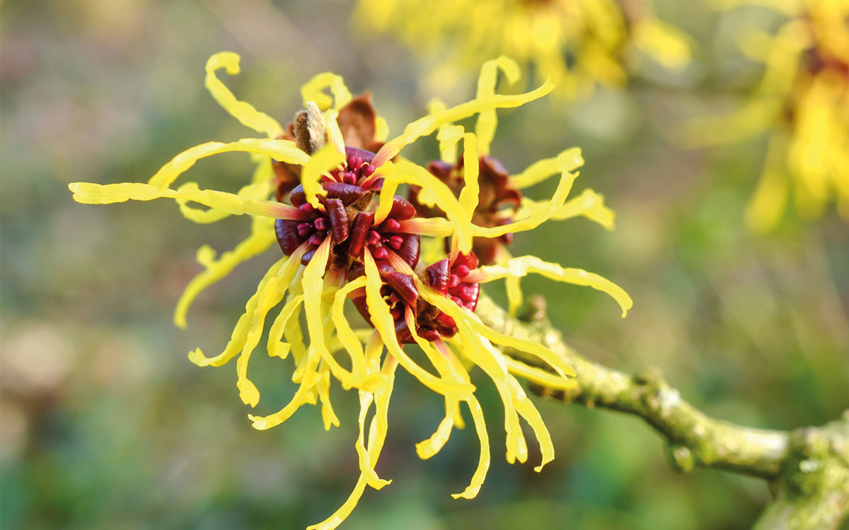 Gelb-rote fadenförmige Blüte eines Hamamelis-Strauches